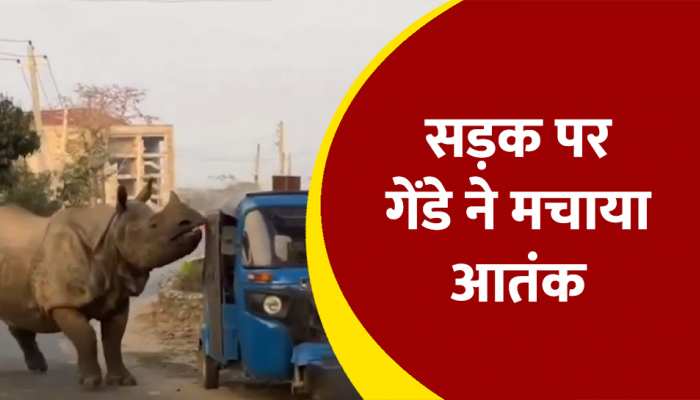 WATCH: बीच सड़क गेंडे ने मचाया आतंक, गाड़ी छोड़ जान बचाकर भागे लोग देखिए वीडियो 