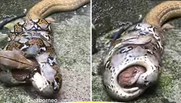 Python Video: लंबे अजगर को दूसरे अजगर ने जकड़ा, Video में देखें आखिर आगे क्या हुआ
