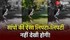 Viral Snake Video: सांपों की प्रेम लीला का वीडियो सोशल मीडिया पर वायरल!