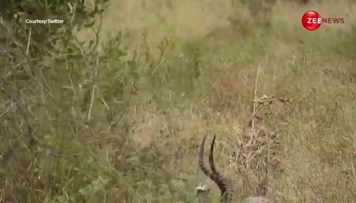 दो हिरण की लड़ाई में तेंदुए ने उठाई मौज, मिनटों में शिकार को किया