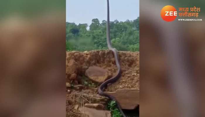 Cobra Like Bamboo: बांस के डंडे सा खड़ा हो गया किंग कोबरा, आंखें मींजने लगे लोग