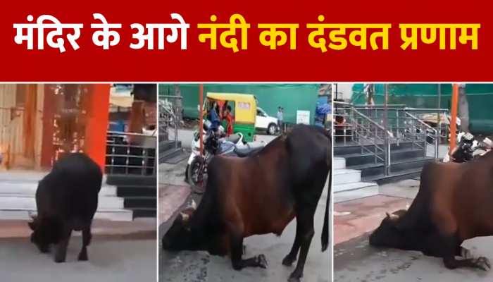 नहीं देखी होगी ऐसी भक्ति और आस्था, नंदी ने मंदिर में किया दंडवत प्रणाम