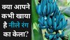 Blue Java banana: क्या आपने कभी खाया है नीले रंग का केला? आइसक्रीम जैसा होता है स्वाद; शरीर को मिलेंगे 4 गजब के फायदे