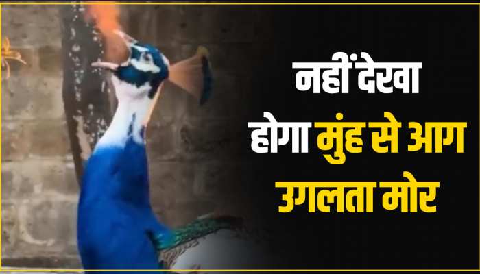 Animal Viral Video: आंखों पर नहीं होगा विश्वास, जब देखेंगे मुंह से आग उगलता मोर