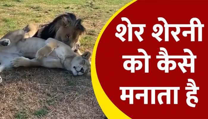 Viral Video: शेर ने शेरनी को दी 'जादू की झप्पी', फिर देखिये क्या हुआ