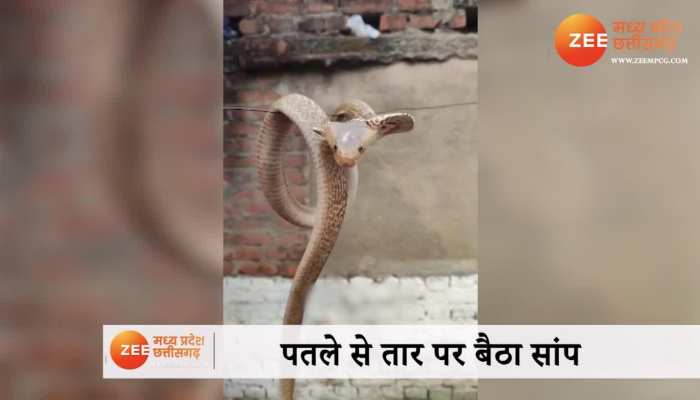 Cobra Viral Video: रस्सी में लिपटा फन फैलाए बैठा सांप, लोगों का हुआ बुरा हाल 