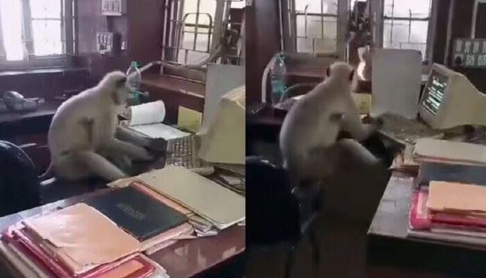 Viral Video: ସରକାରୀ ଅଫିସରେ ବସି କମ୍ପ୍ୟୁଟରରେ କାମ କରୁଛି ମାଙ୍କଡ଼! ଦେଖନ୍ତୁ ଭିଡିଓ Viral Video: ସରକାରୀ ଅଫିସରେ ବସି କମ୍ପ୍ୟୁଟରରେ କାମ କରୁଛି ମାଙ୍କଡ଼! ଦେଖନ୍ତୁ ଭିଡିଓ