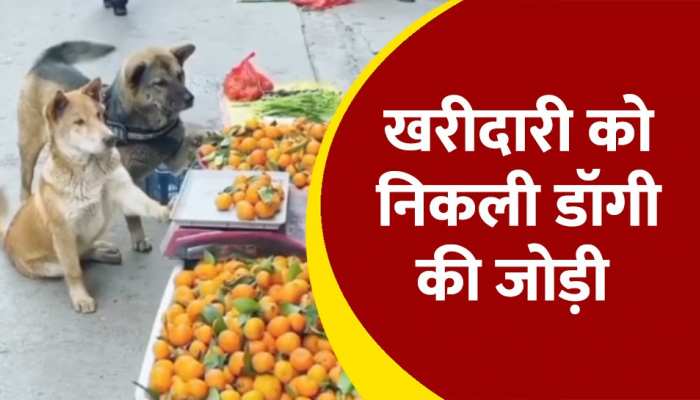 Dog Viral Video: इतने समझदार डॉगी देखें है क्या, वीडियो हो रहा वायरल