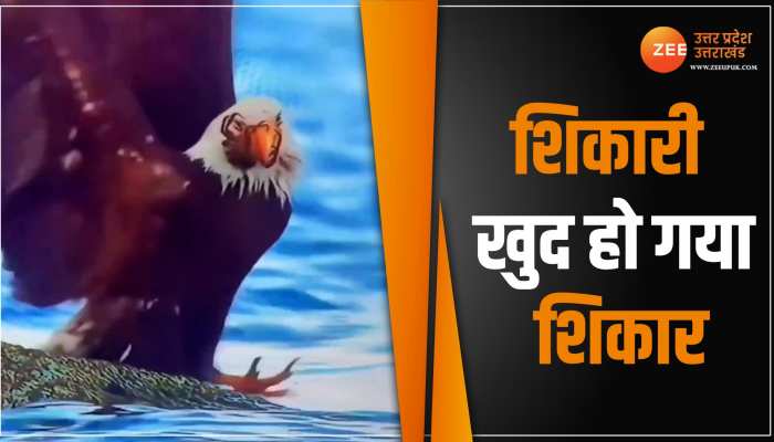 Viral Video: शिकारी भी हो जाता है शिकार, देखें इस बाज का क्या हुआ हाल Viral Video: शिकारी भी हो जाता है शिकार, देखें इस बाज का क्या हुआ हाल