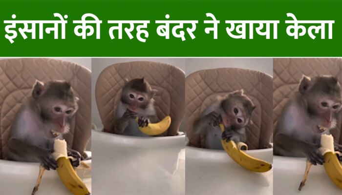 Animal Viral Video: छिलका-छीलकर इंसानों की तरह बंदर ने खाया केला, देखें वीडियो Animal Viral Video: छिलका-छीलकर इंसानों की तरह बंदर ने खाया केला, देखें वीडियो