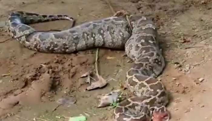 Snake Video: बाजरे के खेत में निकला 15 फीट लंबा अजगर, सियार का शिकार कर फरमा था आराम Snake Video: बाजरे के खेत में निकला 15 फीट लंबा अजगर, सियार का शिकार कर फरमा था आराम