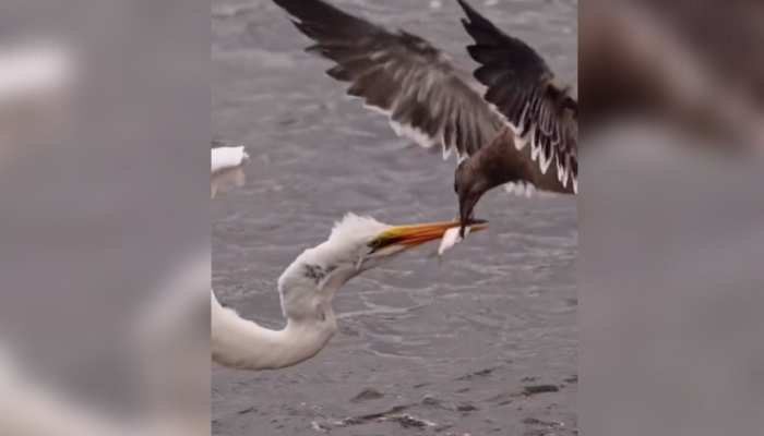 Viral Video: मछली के लिए गली के गुंडों की तरह लड़े बाज और बगुला, देखिए आखिर में कौन जीता Viral Video: मछली के लिए गली के गुंडों की तरह लड़े बाज और बगुला, देखिए आखिर में कौन जीता