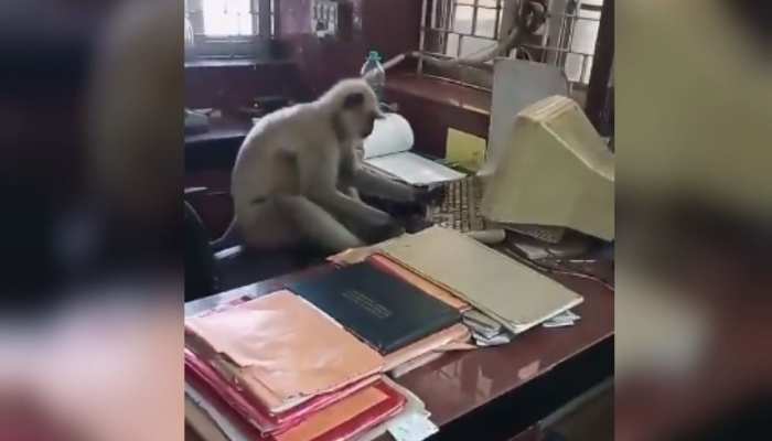 Funny Video: अभ्यर्थियों का इंतज़ार हुआ खत्म! बंदर मामा ने संभाल लिया है ऑफिस का काम Funny Video: अभ्यर्थियों का इंतज़ार हुआ खत्म! बंदर मामा ने संभाल लिया है ऑफिस का काम