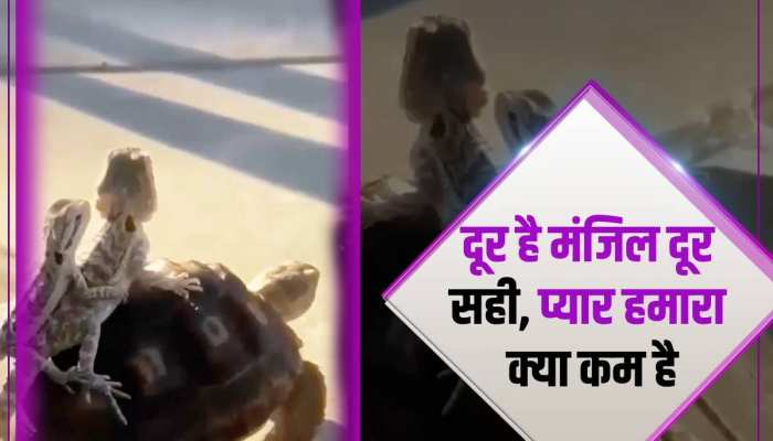 Wildlife Video: कछुए और गिरगिट ने इंसानों को दी दोस्ती की मिसाल, वीडियो तेजी से हो रहा वायरल Wildlife Video: कछुए और गिरगिट ने इंसानों को दी दोस्ती की मिसाल, वीडियो तेजी से हो रहा वायरल