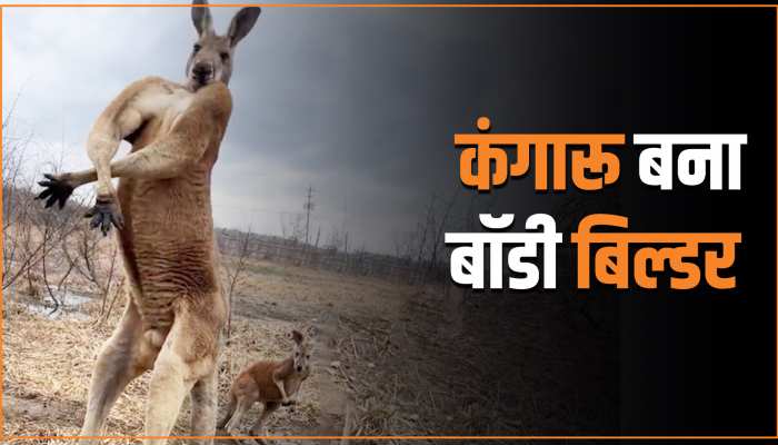 Animal Viral Video: किसी बॉडी बिल्डर की तरह नजर आया कंगारू, कैमरे पर दिए गजब के पोज 