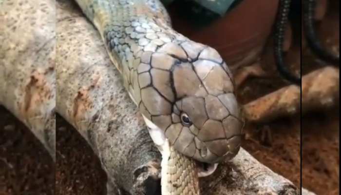 King Cobra: पड़ोस में सांप का बच्चा कर रहा था बदमाशी, किंग कोबरा गाजर की तरह चबा कर खा गया King Cobra: पड़ोस में सांप का बच्चा कर रहा था बदमाशी, किंग कोबरा गाजर की तरह चबा कर खा गया