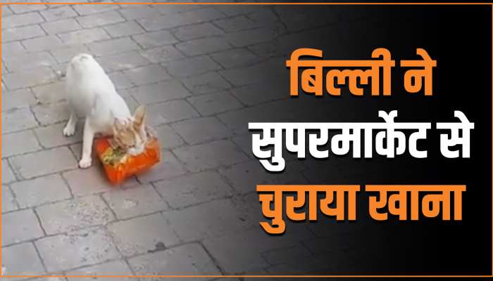 Animal Viral Video: बच्चों का पेट भरने के लिए बिल्ली ने की चोरी, वीडियो देख भर आएगी आपकी आंख Animal Viral Video: बच्चों का पेट भरने के लिए बिल्ली ने की चोरी, वीडियो देख भर आएगी आपकी आंख