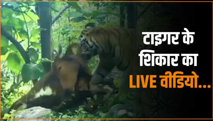 VIDEO: जंगल से टाइगर का नया वीडियो वायरल, इस वजह से रहती है दहशत VIDEO: जंगल से टाइगर का नया वीडियो वायरल, इस वजह से रहती है दहशत