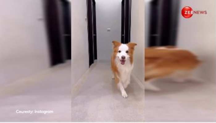इस क्यूट से Doggy ने खुद से कैमरा सेट कर रिकॉर्ड किया अपना जबरदस्त डांस, वीडियो देख लोग बोले ये है Oscar Winning Performance इस क्यूट से Doggy ने खुद से कैमरा सेट कर रिकॉर्ड किया अपना जबरदस्त डांस, वीडियो देख लोग बोले ये है Oscar Winning Performance