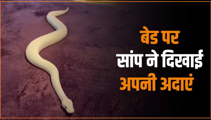 Snake Viral Video: बेड पर कुछ इस तरह बलखाते नजर आया ये अनोखा सांप, वीडियो देख खड़े हो जाएंगे रोंगटे Snake Viral Video: बेड पर कुछ इस तरह बलखाते नजर आया ये अनोखा सांप, वीडियो देख खड़े हो जाएंगे रोंगटे