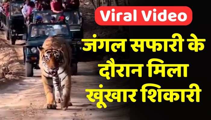 KGF के रॉकी भाई की तरह आगे-आगे टाइगर और पीछे-पीछे चल रही पब्लिक! देखें Viral Video KGF के रॉकी भाई की तरह आगे-आगे टाइगर और पीछे-पीछे चल रही पब्लिक! देखें Viral Video