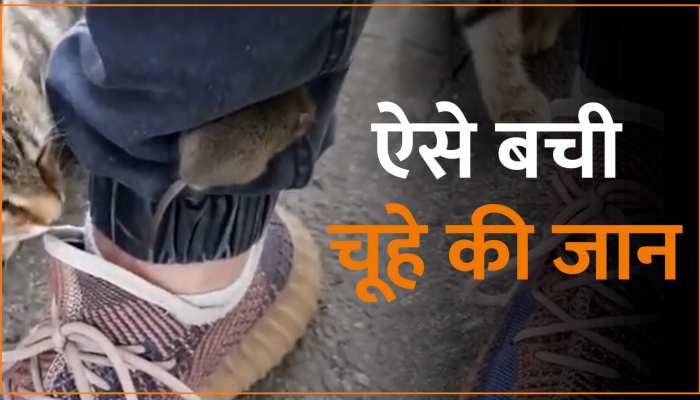 Animal Viral Video: चूहे को ढूंढती रह गई बिल्ली, शख्स ने कुछ इस तरह बचाई जान Animal Viral Video: चूहे को ढूंढती रह गई बिल्ली, शख्स ने कुछ इस तरह बचाई जान