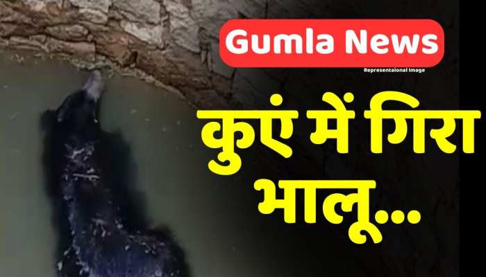Gumla News: कुएं में गिरा जंगली भालू, पुलिस और वन विभाग की टीम ने कड़ी मशक्कत से बचाया Gumla News: कुएं में गिरा जंगली भालू, पुलिस और वन विभाग की टीम ने कड़ी मशक्कत से बचाया