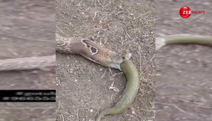 वीरान सड़क पर अपने ही साथी को निगल गया ये King Cobra, घटना होने के बाद महोल्ले में हो गई खामोशी 