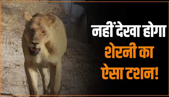 Tiger Viral Video: नहीं देखा होगा शेरनी का ऐसा जलवा, वीडियो देख लोगों के उड़े होश Tiger Viral Video: नहीं देखा होगा शेरनी का ऐसा जलवा, वीडियो देख लोगों के उड़े होश