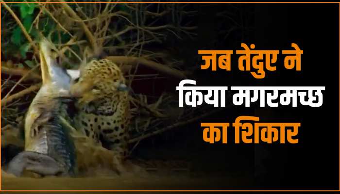 Wildlife Video: नदी में घुसकर जब तेंदुए ने किया मगरमच्छ का शिकार, वीडियो देख सहम जाएंगे आप Wildlife Video: नदी में घुसकर जब तेंदुए ने किया मगरमच्छ का शिकार, वीडियो देख सहम जाएंगे आप