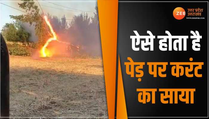 Viral Video: पेड़ पर ऐसे उतरता है करंट, आग की लपटों को देख कर नहीं होगा यकीन Viral Video: पेड़ पर ऐसे उतरता है करंट, आग की लपटों को देख कर नहीं होगा यकीन
