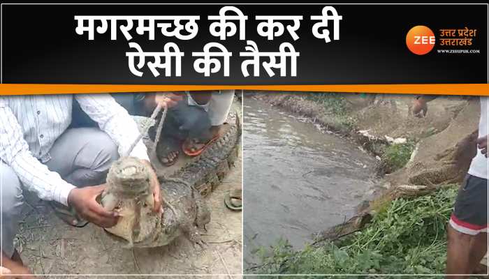 Hapur: लड़कों ने मगरमच्छ को बनाया सेलिब्रिटी, पकड़ने के बाद जमकर खिंचाई सेल्फी Hapur: लड़कों ने मगरमच्छ को बनाया सेलिब्रिटी, पकड़ने के बाद जमकर खिंचाई सेल्फी