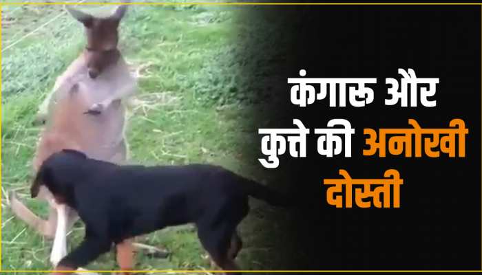 Animal Viral Video: अनोखी दोस्ती, कंगारू और कुत्ते की मस्ती देख हर कोई हुआ हैरान 