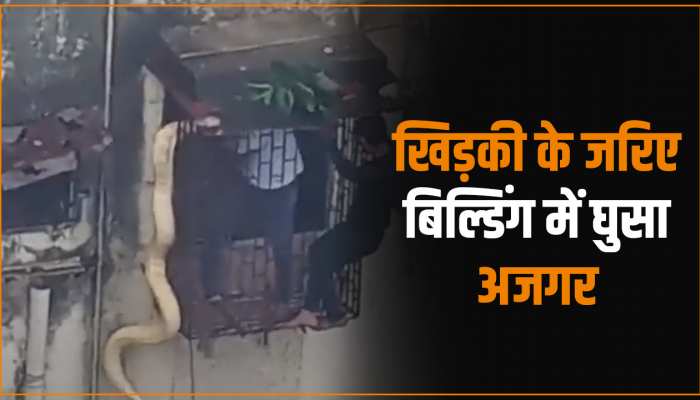 Snake Viral Video: खिड़की के जरिए बिल्डिंग में घुसा विशाल अजगर, मची अफरा-तफरी 