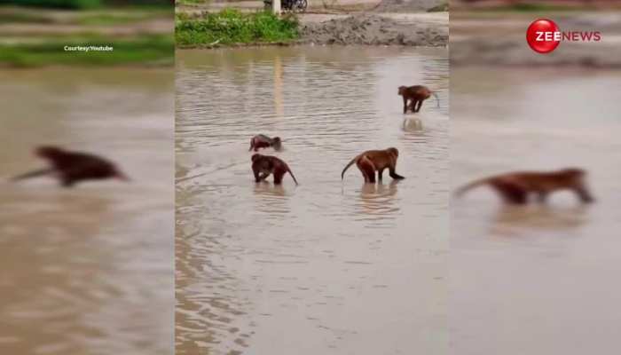 धूप में बंदरों के झुंड ने लिया पानी का मजा, तालाब में उछलते-कूदते आए नजर