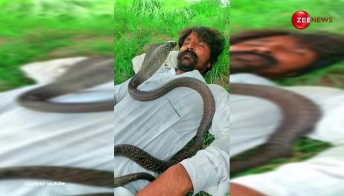 खेत में सो रहे किसान की छाती पर आकर बैठ गया King cobra, आंखें खुली तो... वीडियो देख सकपका गए लोग