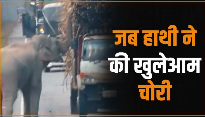 Animal Viral Video: हाथी ने सरेआम कुछ इस तरह की गन्ने की चोरी, देखने वालों के उड़े होश Animal Viral Video: हाथी ने सरेआम कुछ इस तरह की गन्ने की चोरी, देखने वालों के उड़े होश