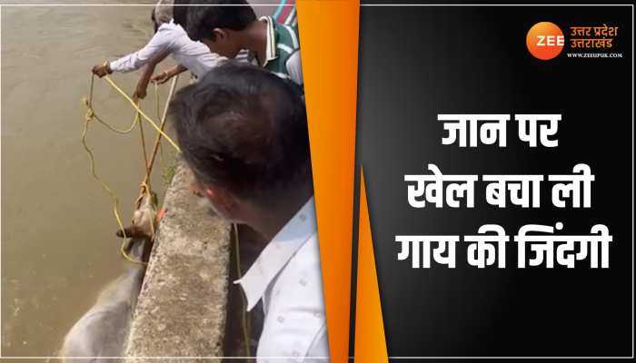 नहर में बहती गाय की जिंदगी बचाने के लिए जांबाजों ने लगा दी जान की बाजी, वीडियो वायरल नहर में बहती गाय की जिंदगी बचाने के लिए जांबाजों ने लगा दी जान की बाजी, वीडियो वायरल