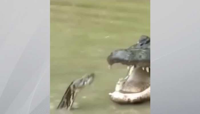 Python video: मगरमच्छ से भिड़ा अजगर सांप, देखिए कौन जीता फिर ये लड़ाई Python video: मगरमच्छ से भिड़ा अजगर सांप, देखिए कौन जीता फिर ये लड़ाई