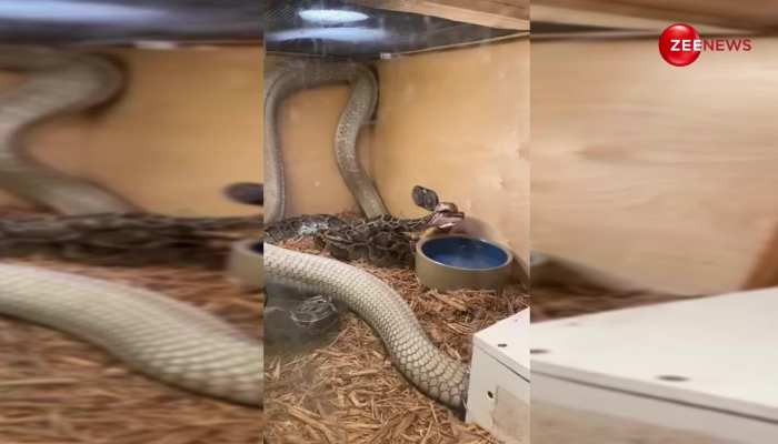 King Cobra और Python के बीच हुई भयंकर लड़ाई, खुद ही देखिए कौन जीता