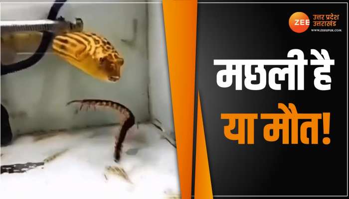 Viral Video: ये मछली है सबसे बड़ी शिकारी ! छोटे-मोटे कीड़े क्या सांप और बिच्छू को भी बना लेती है शिकार Viral Video: ये मछली है सबसे बड़ी शिकारी ! छोटे-मोटे कीड़े क्या सांप और बिच्छू को भी बना लेती है शिकार
