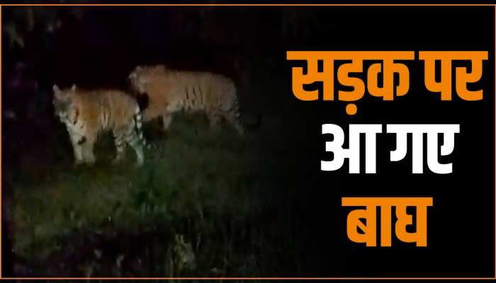 आधी रात में बीच रास्ते पर आ गए तीन बाघ, Video में देखिए कैसा था नजारा आधी रात में बीच रास्ते पर आ गए तीन बाघ, Video में देखिए कैसा था नजारा