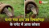 Cobra And Monitor Lizard Fight Video: विषखोपड़ा और सांप के बीच जबरदस्त जंग