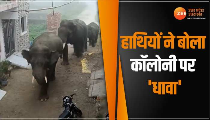 Haridwar News: जंगली हाथियों के झुंड ने कॉलोनी में निकाला मार्च, डर के मारे घरों में दुबके लोग Haridwar News: जंगली हाथियों के झुंड ने कॉलोनी में निकाला मार्च, डर के मारे घरों में दुबके लोग