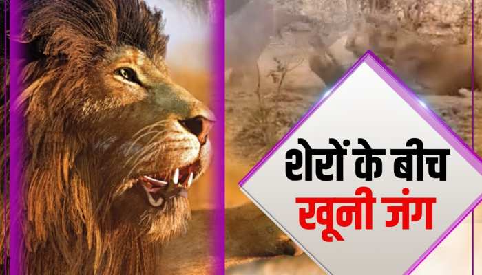 शेरों के झुंड में छिड़ी जंग, एक दूसरे पर खूनी पंजों से हमले का वीडियो हुआ वायरल शेरों के झुंड में छिड़ी जंग, एक दूसरे पर खूनी पंजों से हमले का वीडियो हुआ वायरल