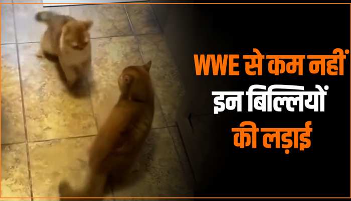 Animal Viral Video: WWE की तरह बिल्लियों ने की फाइट, वीडियो देख इंटरनेट यूजर्स हुए हैरान Animal Viral Video: WWE की तरह बिल्लियों ने की फाइट, वीडियो देख इंटरनेट यूजर्स हुए हैरान