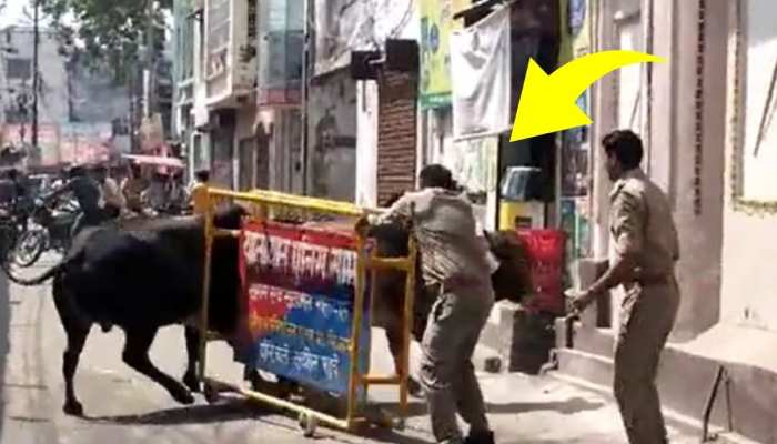 Bull Attack: दो सांडों की लड़ाई में फंस गए पुलिस के सिपाही, बीच बाजार पुलिसकर्मियों को दौड़ाया! Bull Attack: दो सांडों की लड़ाई में फंस गए पुलिस के सिपाही, बीच बाजार पुलिसकर्मियों को दौड़ाया!