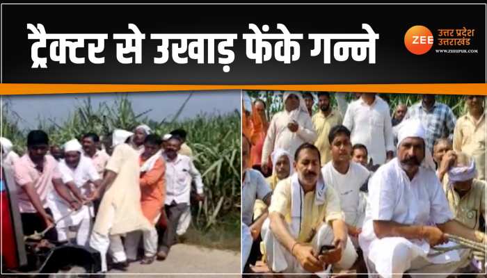 Bijnor: गन्ने का नहीं मिला पैसा तो किसानों ने उखाड़ फेंके खेत के गन्ने, वीडियो हुआ वायरल Bijnor: गन्ने का नहीं मिला पैसा तो किसानों ने उखाड़ फेंके खेत के गन्ने, वीडियो हुआ वायरल