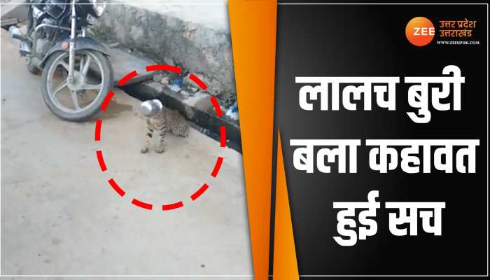 viral video: लोटे में फस गया बिल्ली का सर, फिर सड़क पर हुआ तांडव viral video: लोटे में फस गया बिल्ली का सर, फिर सड़क पर हुआ तांडव