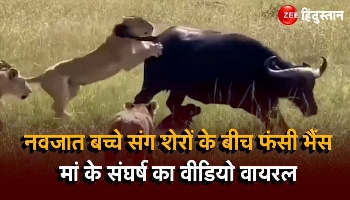 Lion Buffalo Attack: बच्चा जन्मा ही था कि तभी आ गया शेरों का झुंड